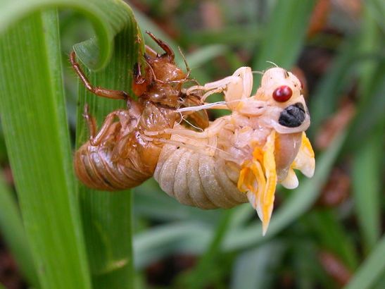 800px-small-cicada_molting